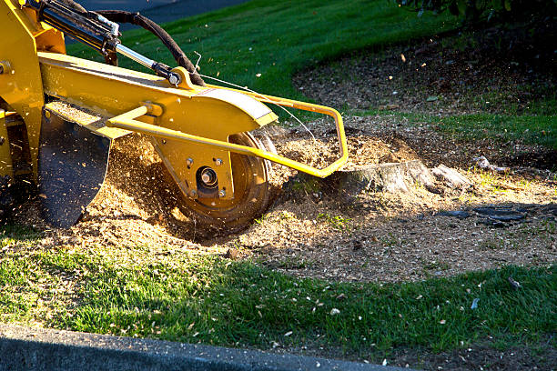 Best Hazardous Tree Removal  in Edina, MO